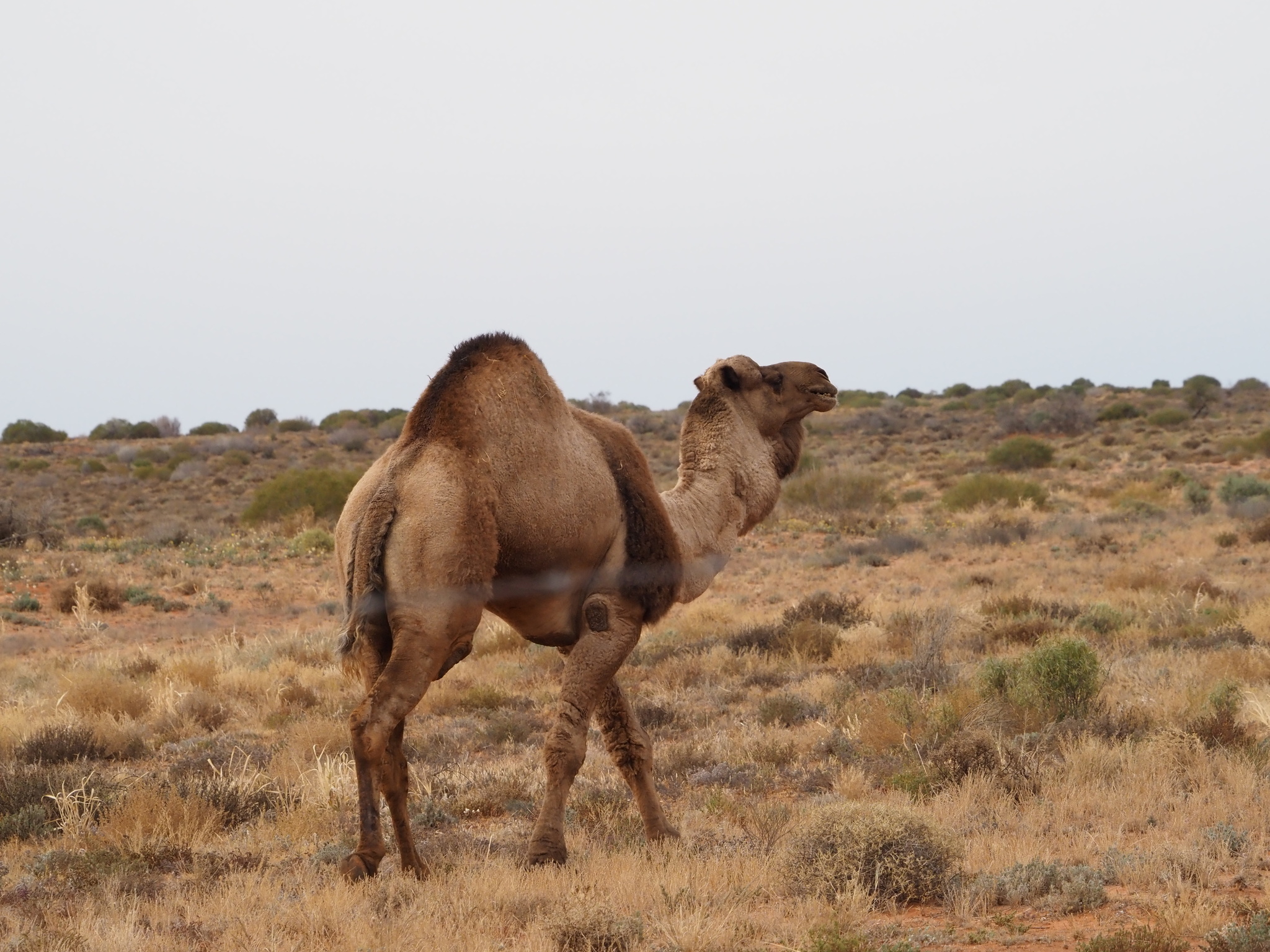 Dromedary Camel (Camelus dromedarius)